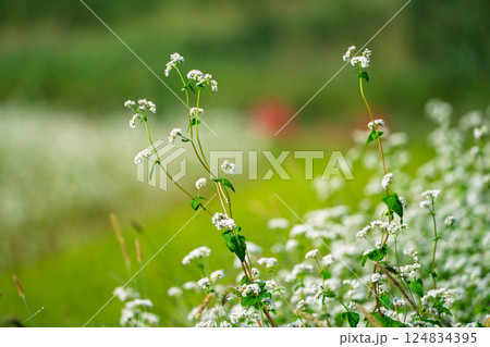 滋賀県高島市今津町日置地区で撮影した絨毯のように広がる蕎麦の花 124834395