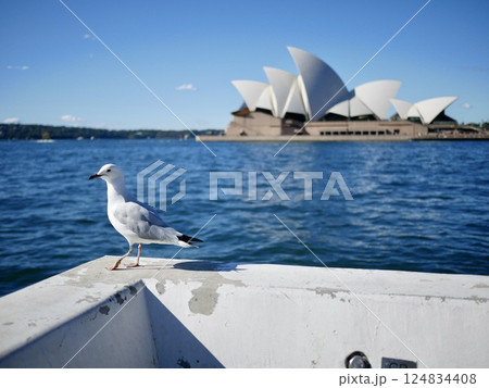 海を見つめるカモメとオペラハウス 124834408