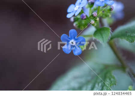 半日陰に咲く青いブルンネラの花【春】 124834465