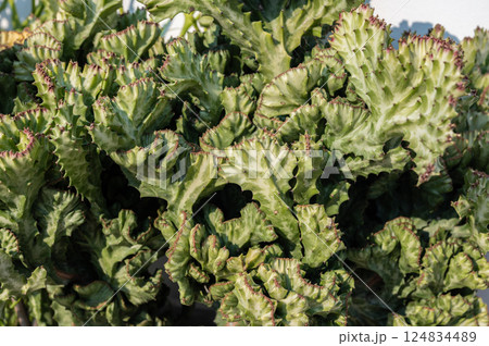 Close up of Euphorbia Lactea cristata. A compact, evergreen, frost-tender succulent shrub on which the stem's growing point has mutated into a line or crest. 124834489