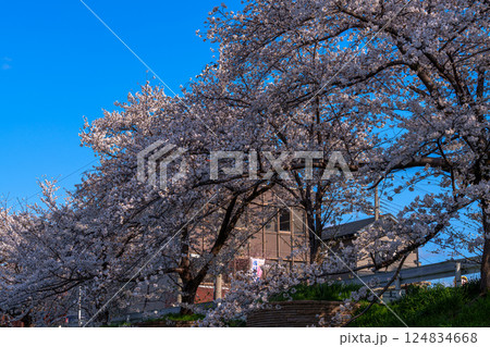 2025年春　満開になった奈良佐保川の街並みと桜並木　 124834668