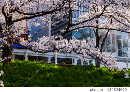 2025年春 満開になった奈良佐保川の桜並木 街中を彩る桜 2025年春 満開になった奈良佐保川の桜並木 街中を彩る桜 124834669