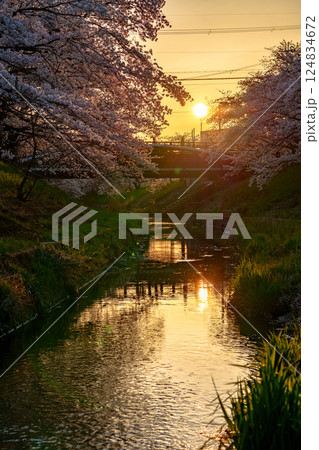 2025年春　満開になった奈良佐保川の桜並木　日没前の夕日に照らされる黄金色の風景① 124834672
