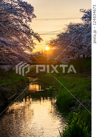 2025年春 満開になった奈良佐保川の桜並木 日没前の夕日に照らされる黄金色の風景② 2025年春 満開になった奈良佐保川の桜並木 日没前の夕日に照らされる黄金色の風景② 124834673