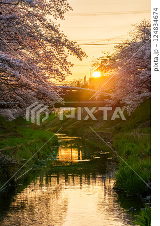 2025年春　満開になった奈良佐保川の桜並木　日没前の夕日に照らされる黄金色の風景③ 124834674