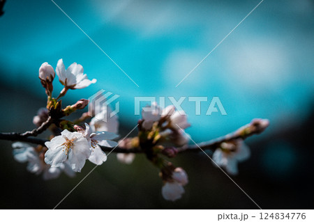 桜咲く 桜咲く 124834776