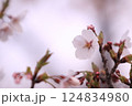 春の訪れを告げる桜 124834980