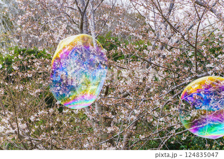 しゃぼん玉と桜の花 124835047