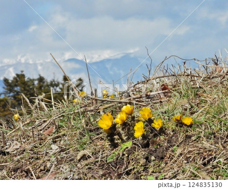 春を告げる黄色い花福寿草 春を告げる黄色い花福寿草 124835130