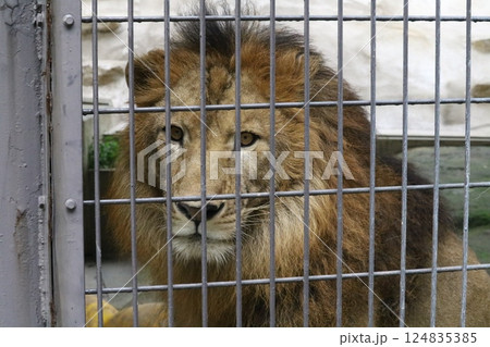 雪の中のライオン｜冬の旭山動物園でたたずむ百獣の王 124835385