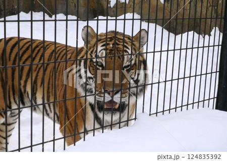 雪の中の動物園のトラ 雪の中の動物園のトラ 124835392