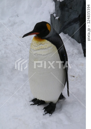 雪の上に佇むペンギン 雪の上に佇むペンギン 124835394
