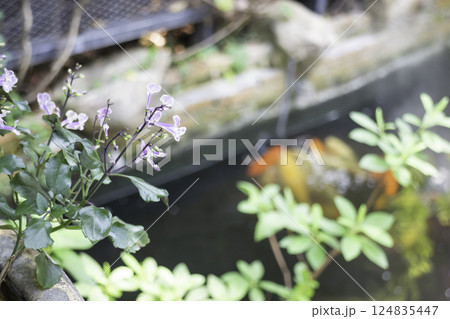 Coffee shop interior vintage style in Thailand, stock photo Coffee shop interior vintage style in Thailand, stock photo 124835447