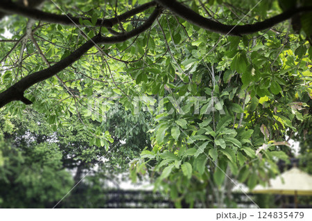 Coffee shop interior vintage style in Thailand, stock photo Coffee shop interior vintage style in Thailand, stock photo 124835479