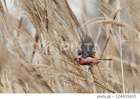 アシ原の中を飛ぶベニマシコ 124835635