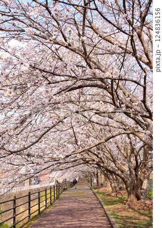 桜、サクラ、さくら 124836156