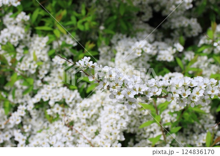 光を浴びて輝く、ユキヤナギ 124836170