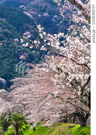 《岐阜県》満開の桜が咲き誇る霞間ヶ渓（かまがたに） 124836537