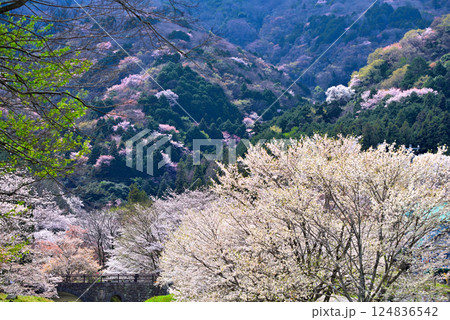 《岐阜県》満開の桜が咲き誇る霞間ヶ渓(かまがたに) 《岐阜県》満開の桜が咲き誇る霞間ヶ渓(かまがたに) 124836542