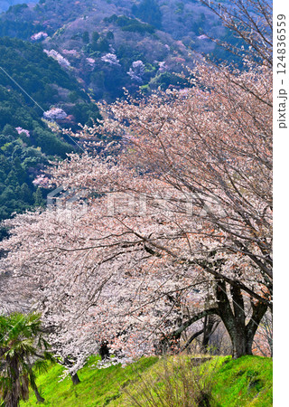 《岐阜県》満開の桜が咲き誇る霞間ヶ渓（かまがたに） 124836559