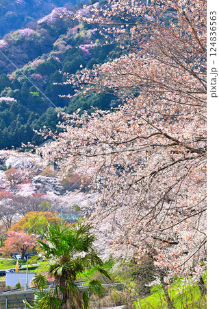 《岐阜県》満開の桜が咲き誇る霞間ヶ渓（かまがたに） 124836563