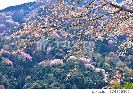 《岐阜県》満開の桜が咲き誇る霞間ヶ渓(かまがたに) 《岐阜県》満開の桜が咲き誇る霞間ヶ渓(かまがたに) 124836566