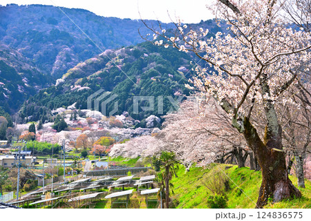 《岐阜県》満開の桜が咲き誇る霞間ヶ渓（かまがたに） 124836575