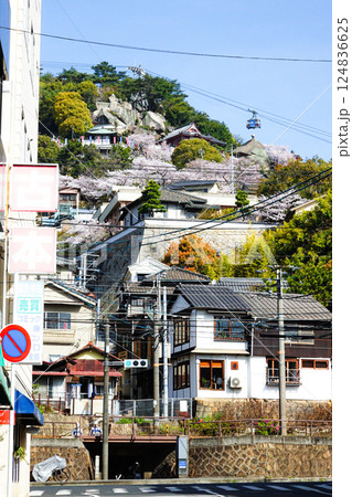 尾道市の国道2号線近くから見上げた春の千光寺の風景 124836625