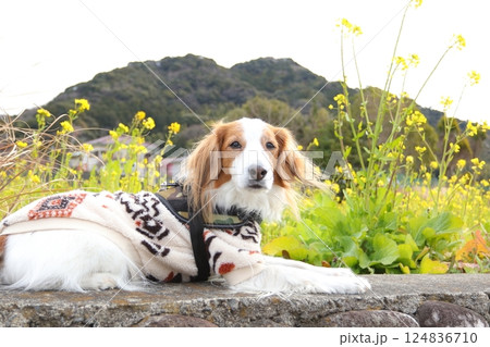 菜の花とコーイケルホンディエ 菜の花とコーイケルホンディエ 124836710