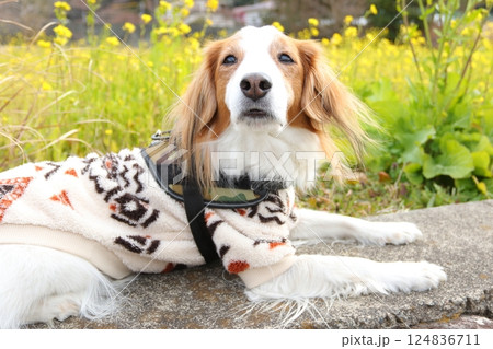 菜の花とコーイケルホンディエ 菜の花とコーイケルホンディエ 124836711