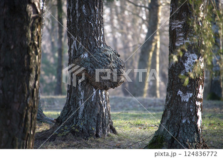 A large burr grows on a birch tree in a forest, illuminated by dappled sunlight during the day. A large burr grows on a birch tree in a forest, illuminated by dappled sunlight during the day. 124836772