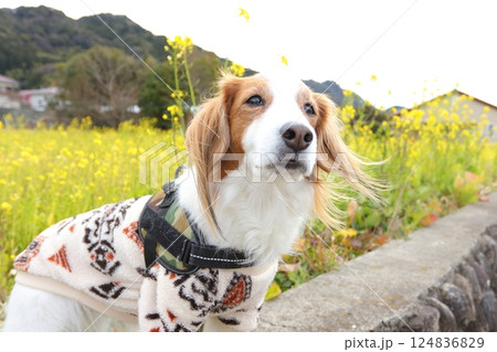 菜の花畑の前に座るコーイケルホンディエ 124836829