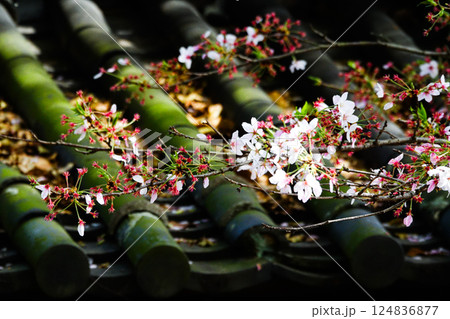 歴史を感じる背景と散り際の桜の花 歴史を感じる背景と散り際の桜の花 124836877