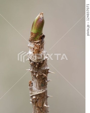 タラの木 124837071