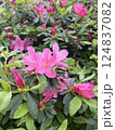 pink flowers in the garden 124837082