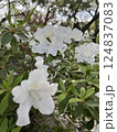 white flowers of apple tree in the garden 124837083