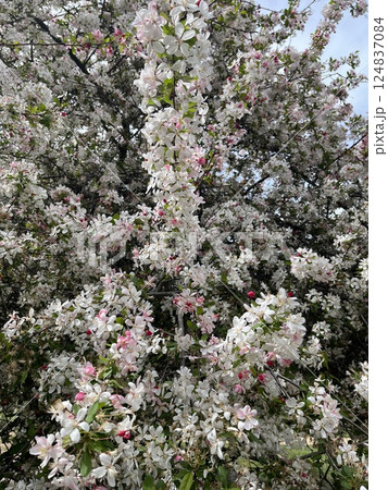 blossoming apple tree in the garden blossoming apple tree in the garden 124837084