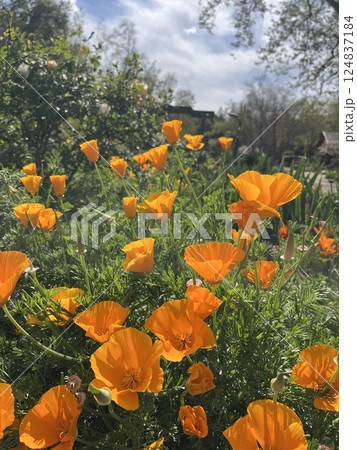 orange poppies on a meadow 124837184