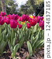 beautiful tulips in the garden 124837185
