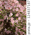 pink flower with green leaves 124837187
