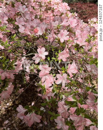pink flower with green leaves pink flower with green leaves 124837187