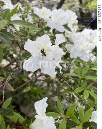 white flowers on the bush 124837188