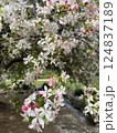 blooming apple tree on a white background 124837189