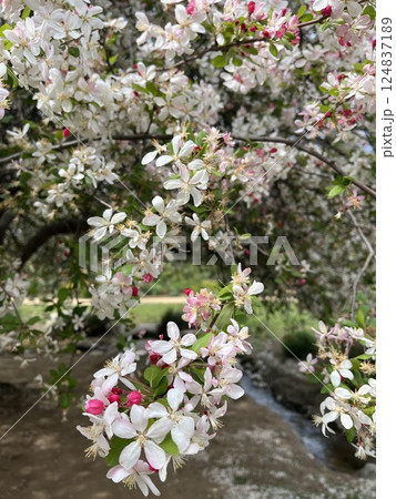 blooming apple tree on a white background 124837189
