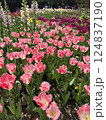 tulips in the garden 124837190