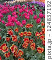 colorful of roses flower bed 124837192
