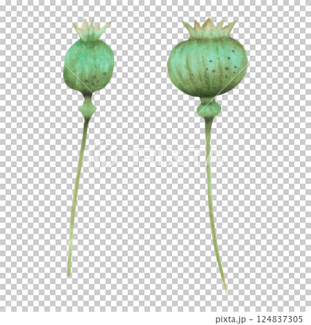Poppy pod. Watercolor and marker illustration. Drawing of botanical herbaceous plant. Hand drawn isolated art. For cosmetology, ANZAC, vintage decor, eco-themed projects. Wild poppy festival. 124837305