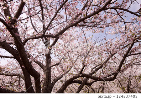 桜　春らんまん　春　お花見　 124837405