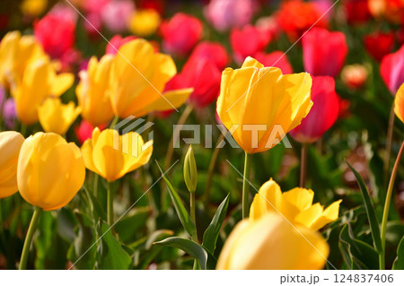チューリップの花 124837406
