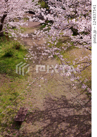 桜 さくら 木漏れ日 公園のベンチ 憩いの場 桜 さくら 木漏れ日 公園のベンチ 憩いの場 124837541